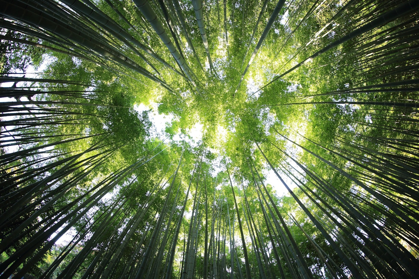 The Benefits of Nature-Based Learning for Young Children