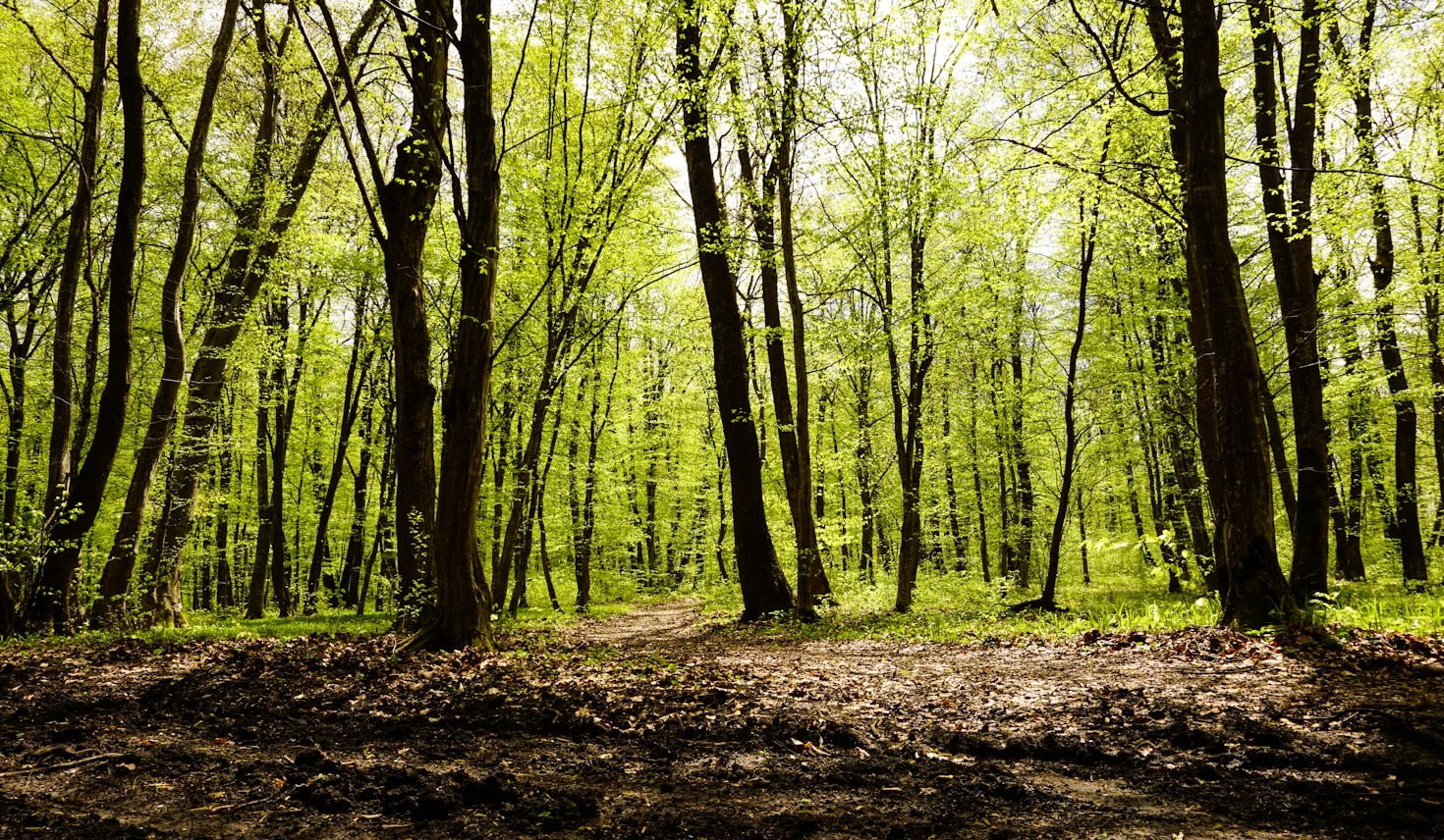 A Day in the Life of a Forest School Student